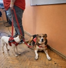 Смайли и Мики влязоха във видинска гимназия