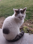 Трима мъже спасиха коте, попаднало в капан на таван на необитаема къща в Белоградчик