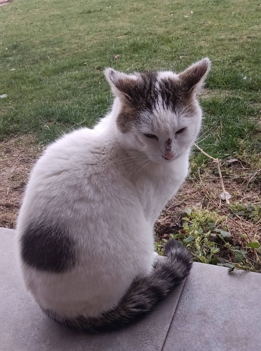 Трима мъже спасиха коте, попаднало в капан на таван на необитаема къща в Белоградчик