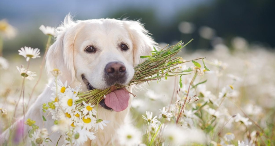 Вторник обещава да бъде слънчев и топъл, но с опастност от слани в ранните часове
