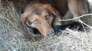 50 бездомни животни са кастрирани в Козлодуй от началото на годината