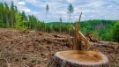 Разкриха незаконна сеч в държавна гора край видинското село Цар Петрово