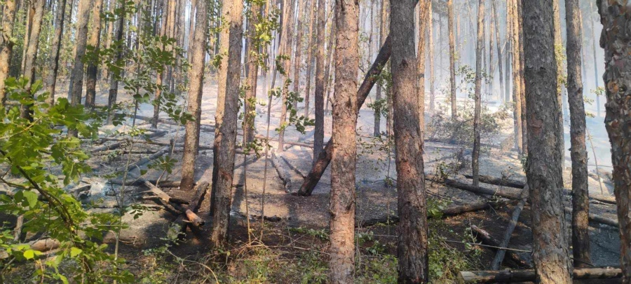Трактор подпали стотици декари гора край берковско село