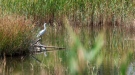 Бяла чапла спечели еконаграда на фотоконкурса „Лом и Дунав – природа, хора, град“